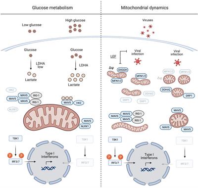 Metabolism and Innate Immunity Meet at the Mitochondria